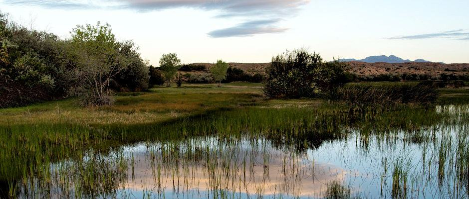 Pronghorn antelope grazing at Sevilleta National Wildlife Refuge