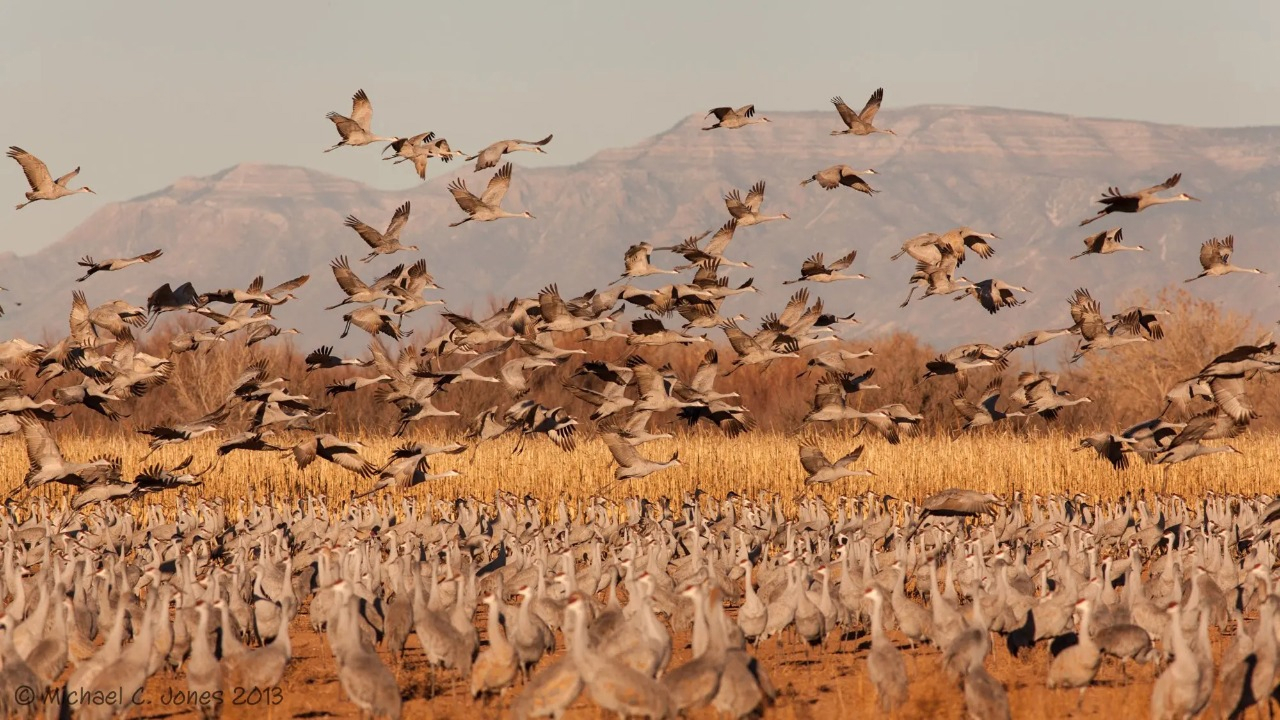 Sandhill cranes at Sevilleta National Wildlife Refuge in New Mexico