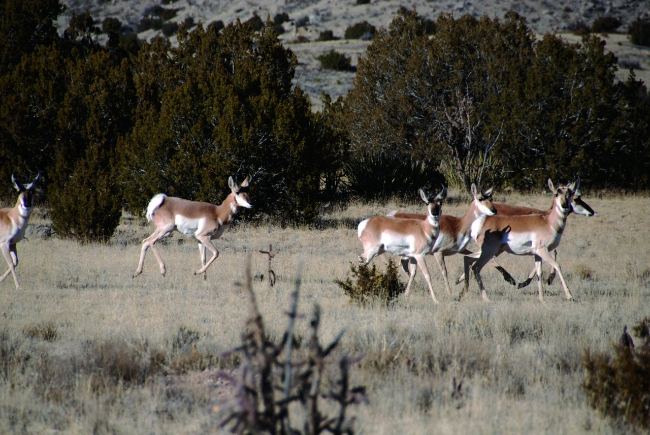 Wetlands landscape at Sevilleta National Wildlife Refuge